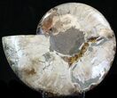 Cut Ammonite Fossil (Half) - Agatized #32526-1